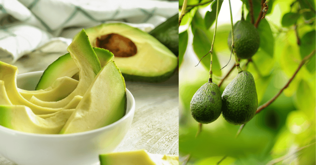 Avocados for protection of UV rays