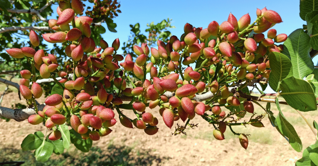 Origin of Pistachio