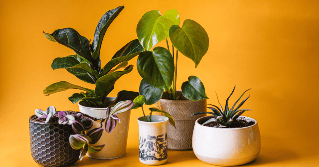 Low-Maintenance Indoor Plants