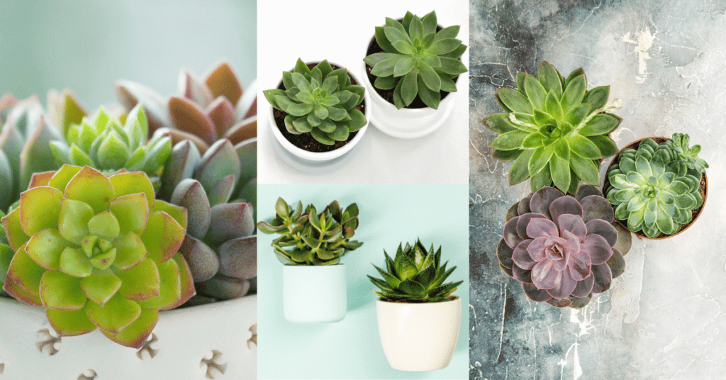 succulents